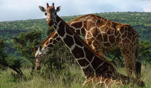 Giraffes and humans possess the same number of neck bones - Factual