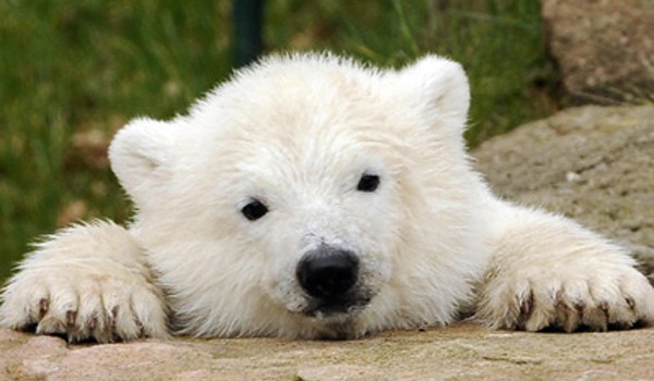 polar bear