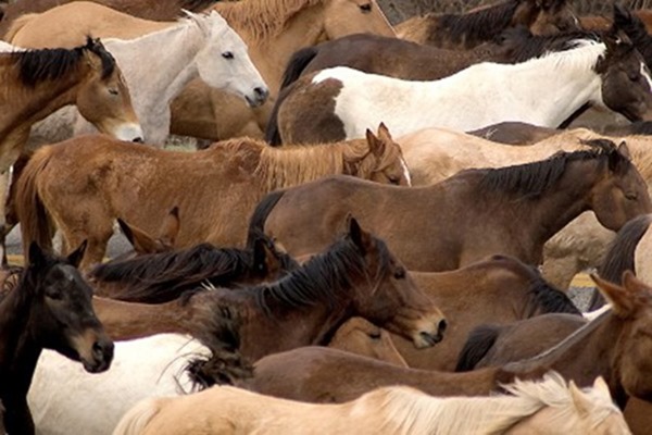 Road Herd