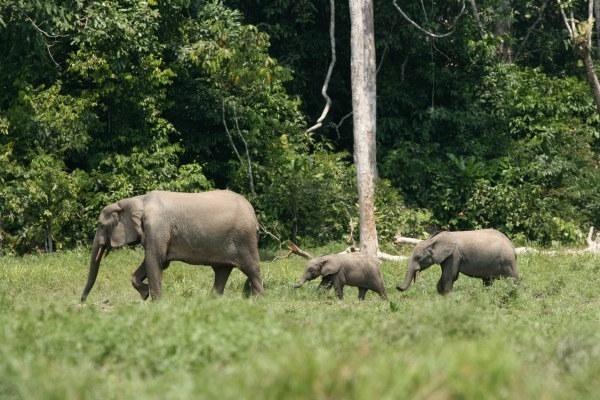 african-forest-elephant