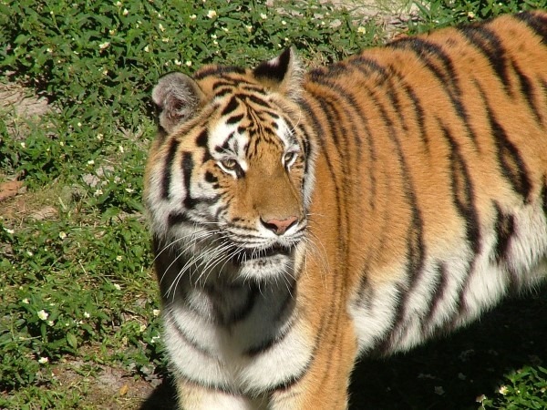 bengal-tiger