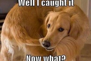 Image result for dog chase tail