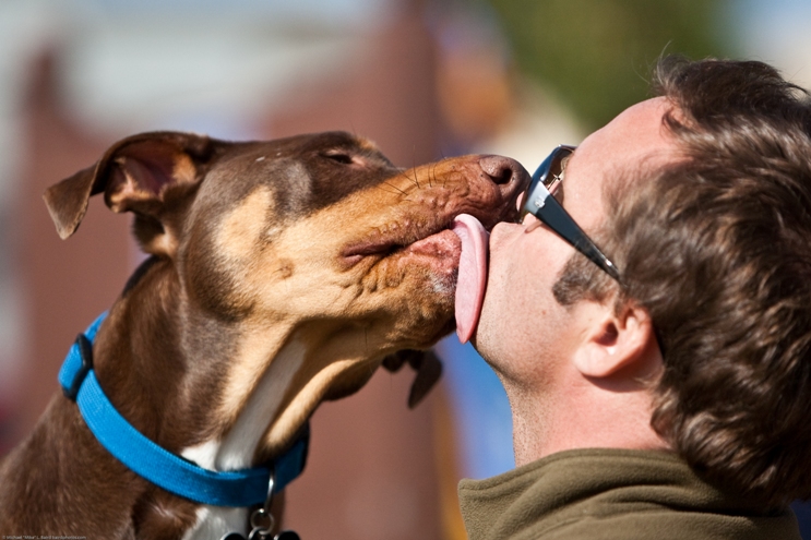 A dog licking his owner's face