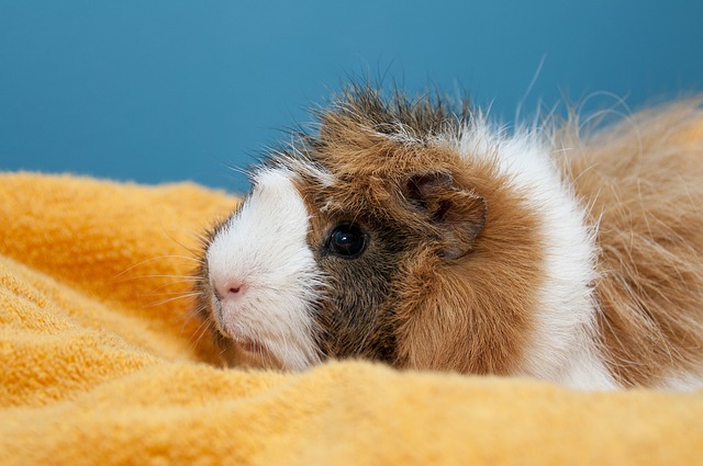 Guinea Pig