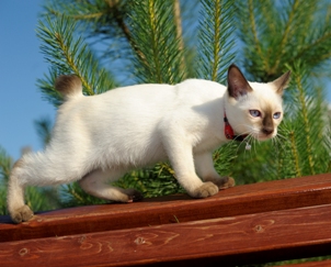 cat-balancing