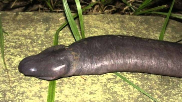 Penis Snake