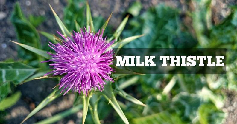 milk-thistle