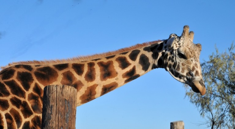 Why Do Giraffes Have Long Necks? - Factual Facts - Facts about the