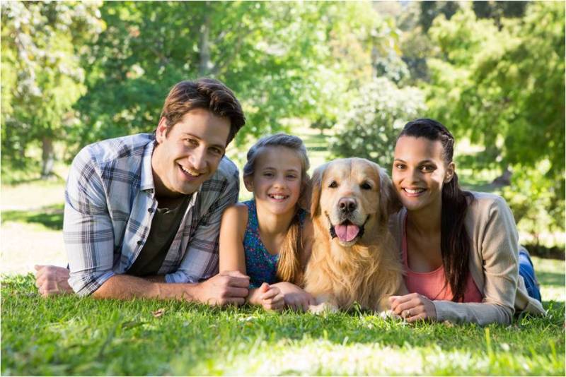 golden-retriever-family-dog