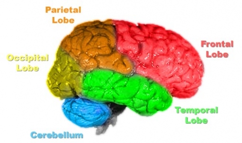 the_brain