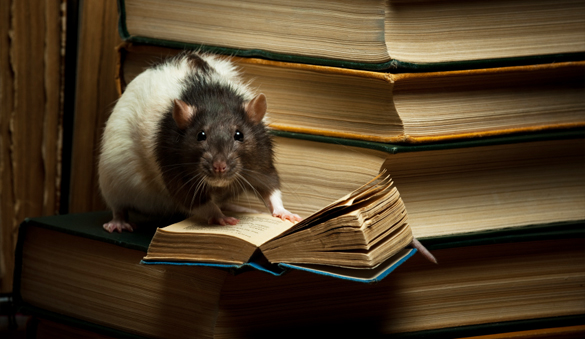 rat reading a book