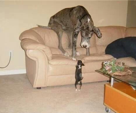 dog on sofa looking down at cat