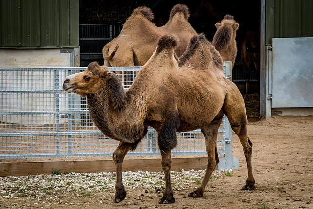 Why Do Camels Have Humps Factual Facts