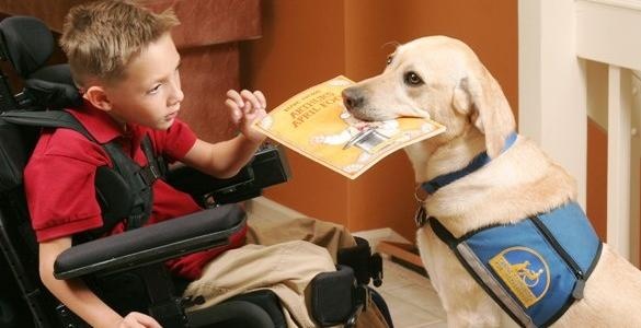 interesting-facts-about-service-dogs-factual-facts