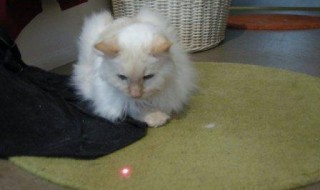 http://www.theglobaledition.com/cats-evolve-realize-its-just-a-laser-pointer/