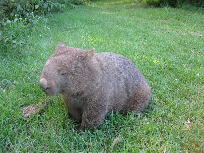 Wombat