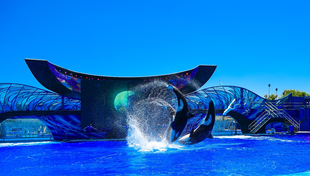 Killer Whale Jumping